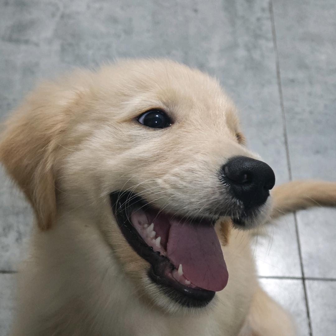 菜丸子