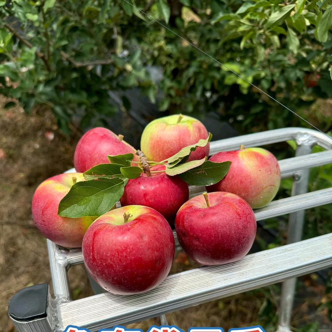 新品种果树苗木