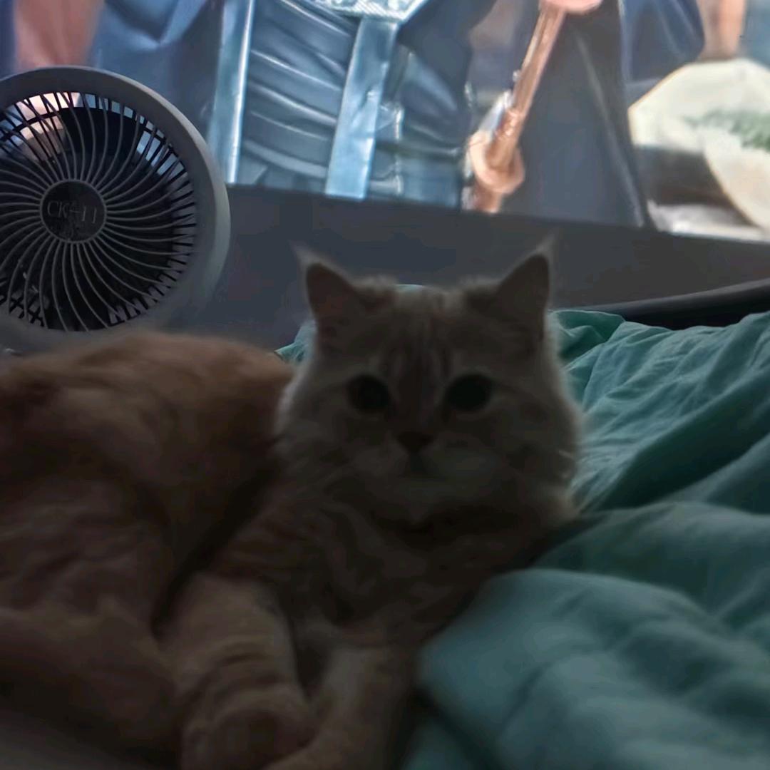 Kitty