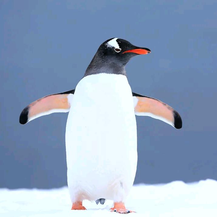 豆浆