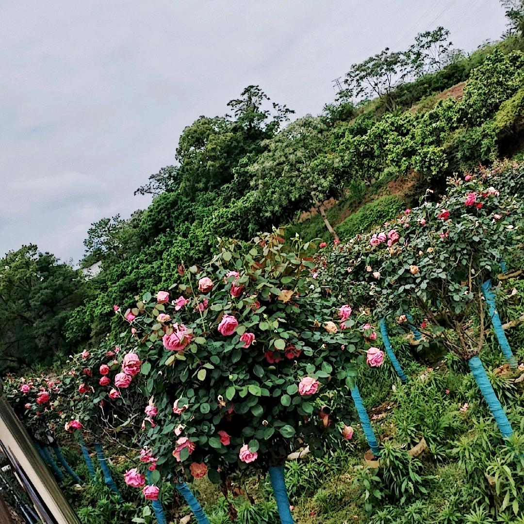 .一帆༆༆疯༆༆顺