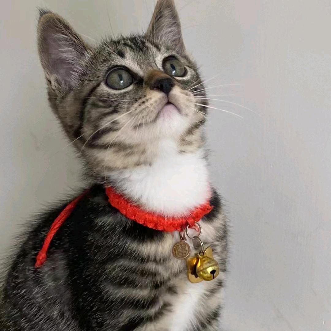 大明湖畔。何小花