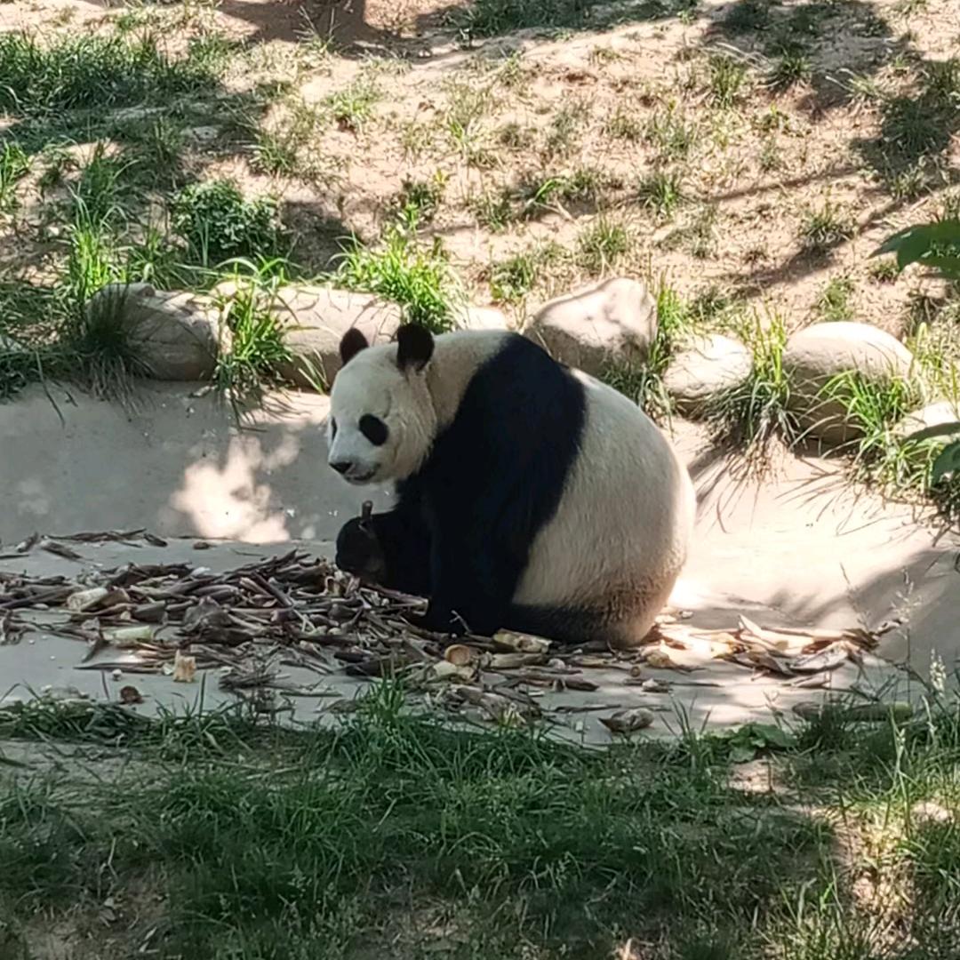 夜光🐼