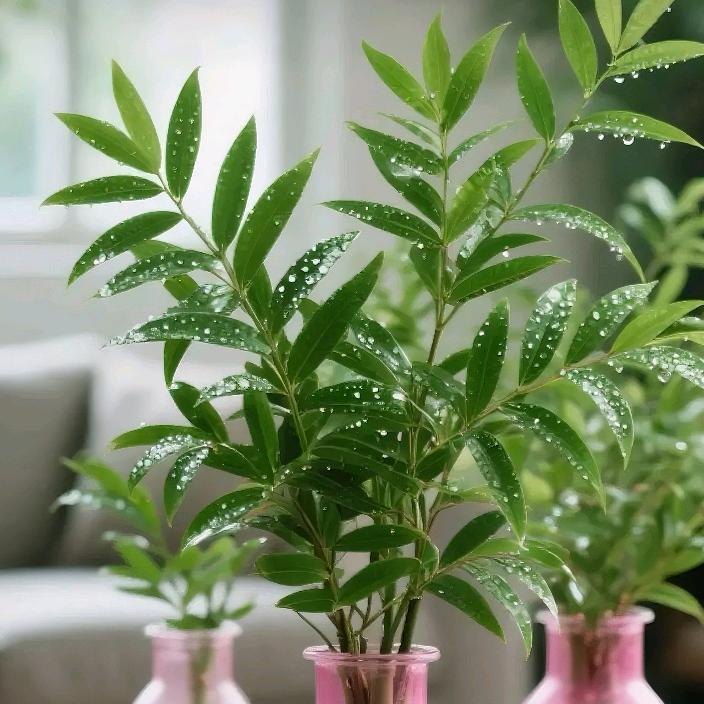 中年老人羿羿😊