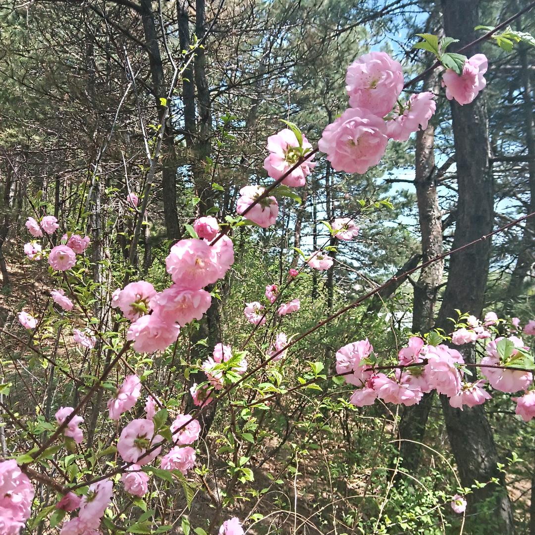 花香蝶自来