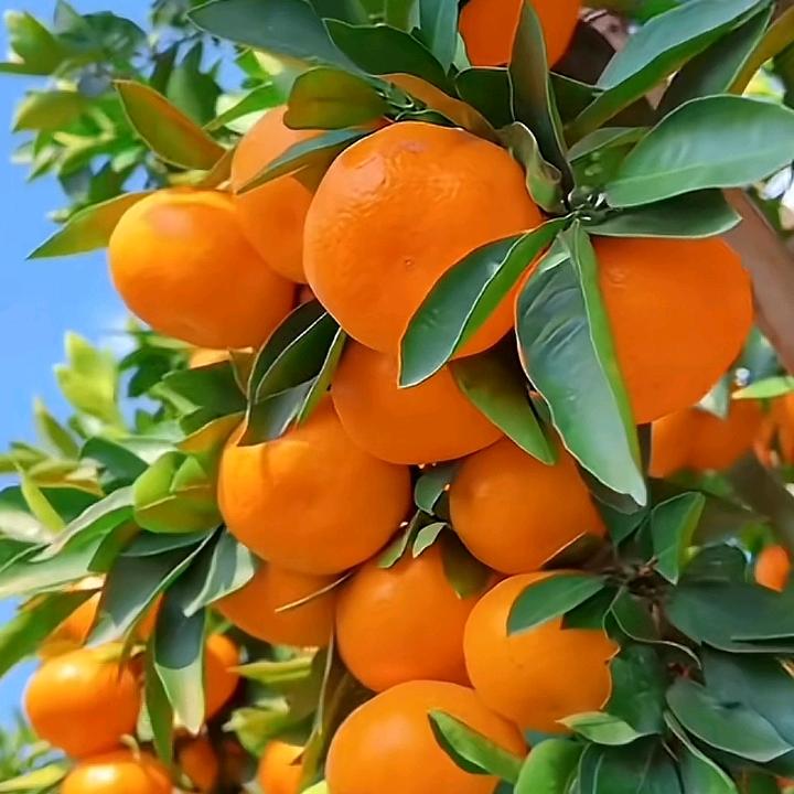 幸运鹅，💰💰