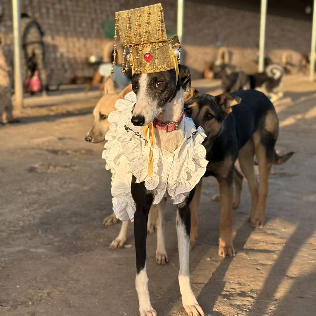 西北血手～公主麻麻