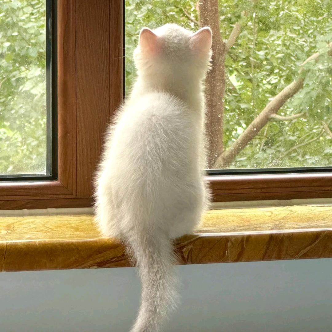 椰椰小猫
