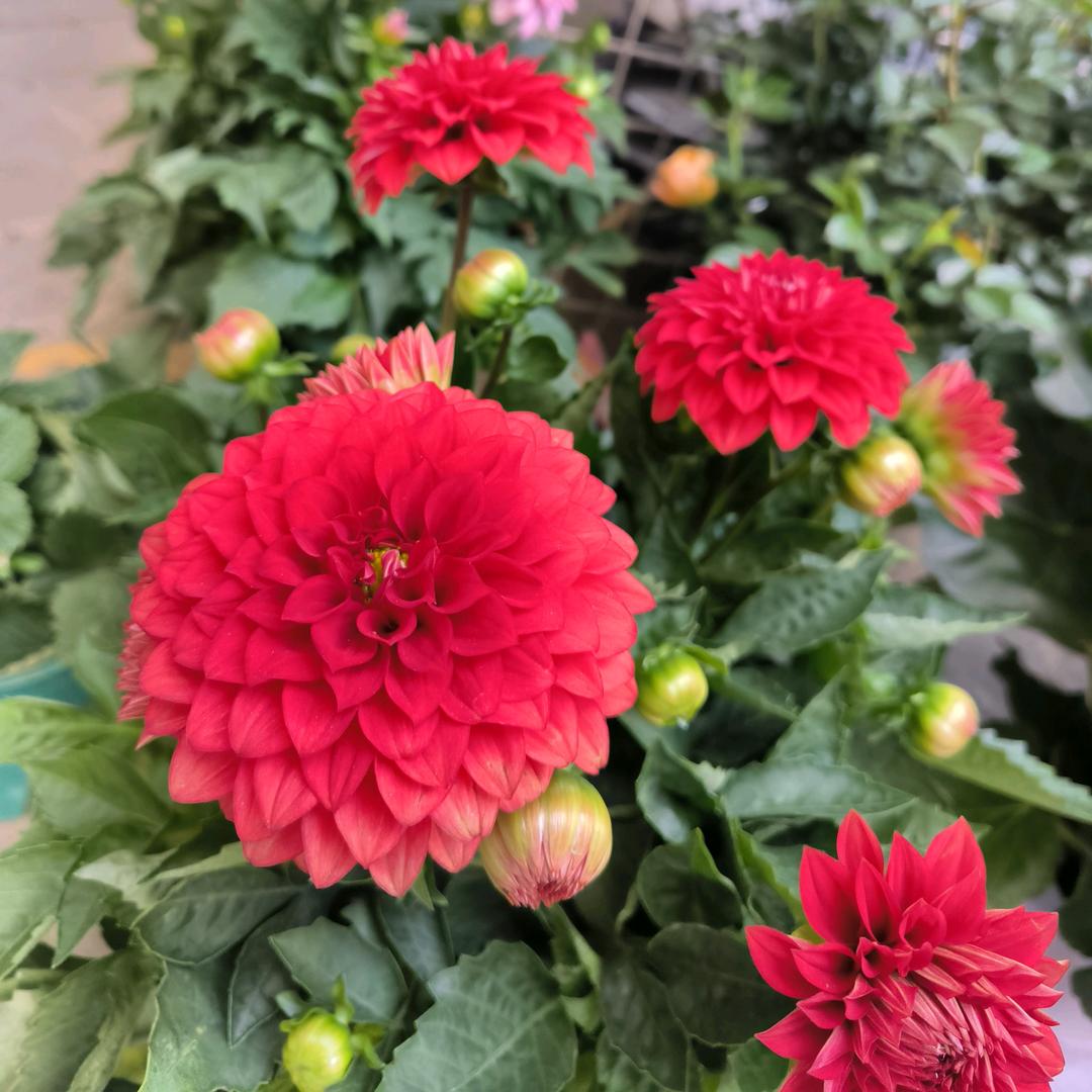 清风随我心❤️