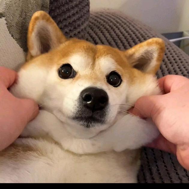 狗勾