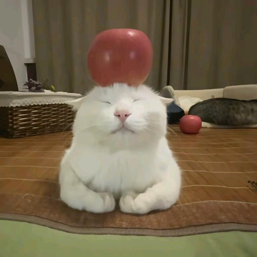 聆叶巷
