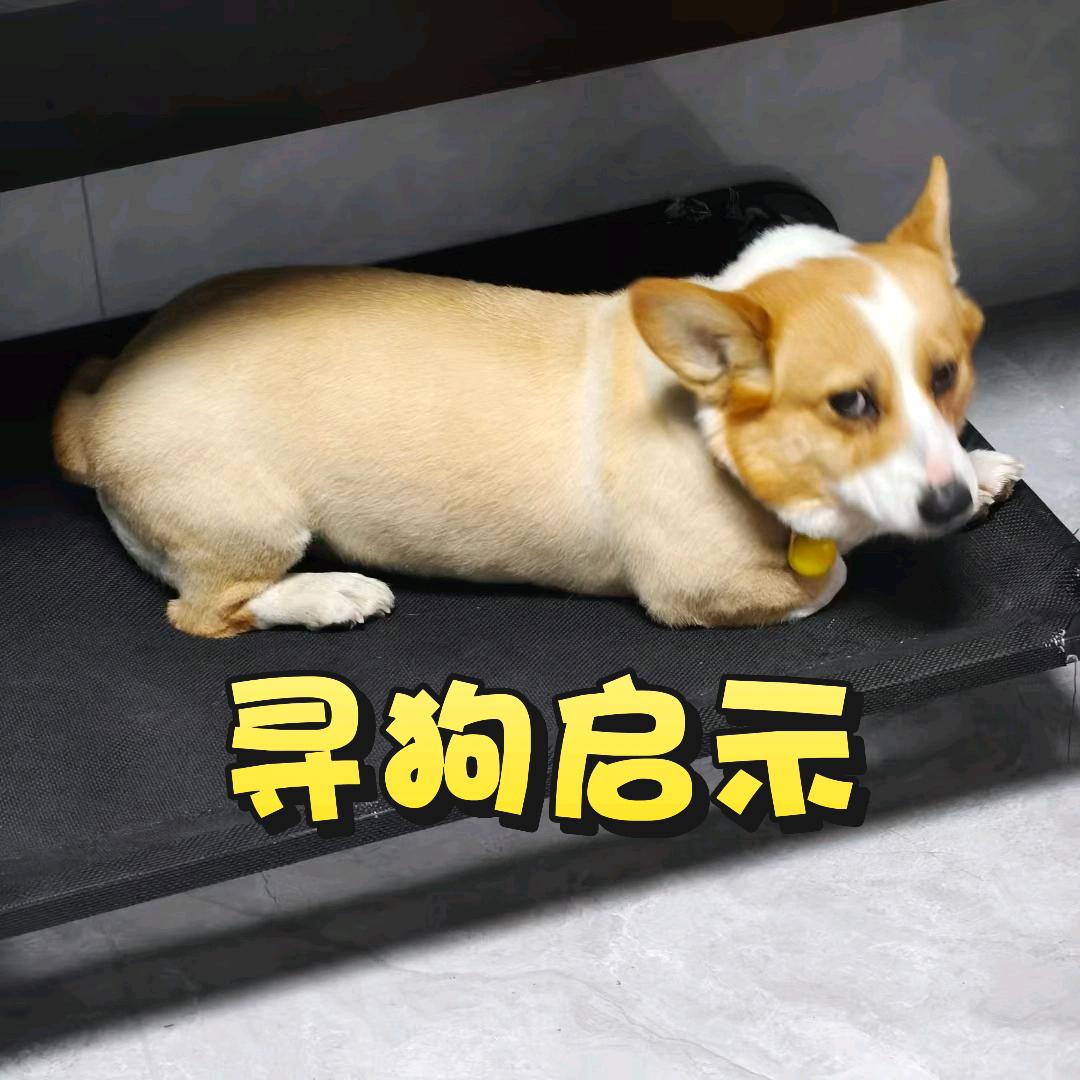 寻狗启示皮皮