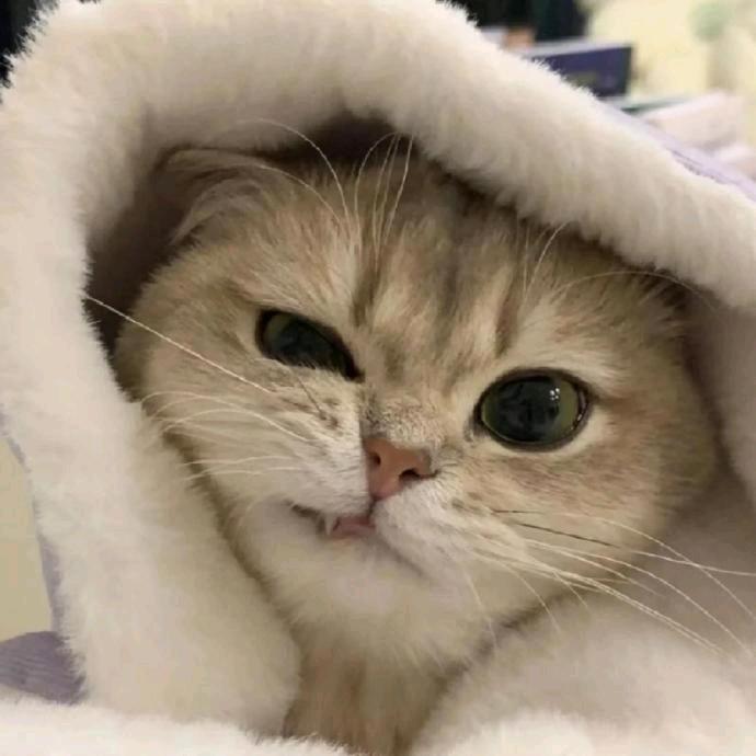 jùbāngㅤ