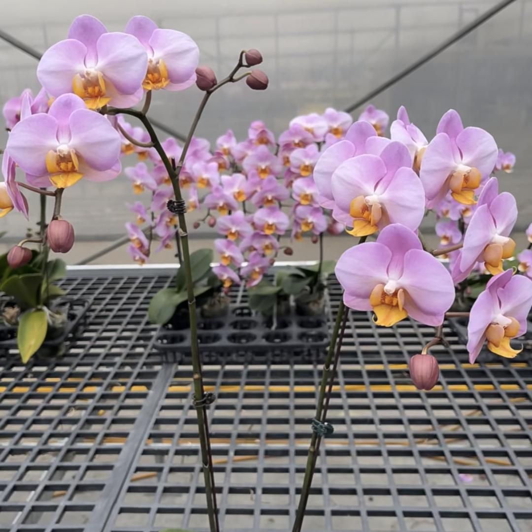 🥰珊珊，养蝴蝶兰人，💗🥰