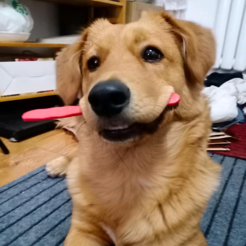狗狗豆芽