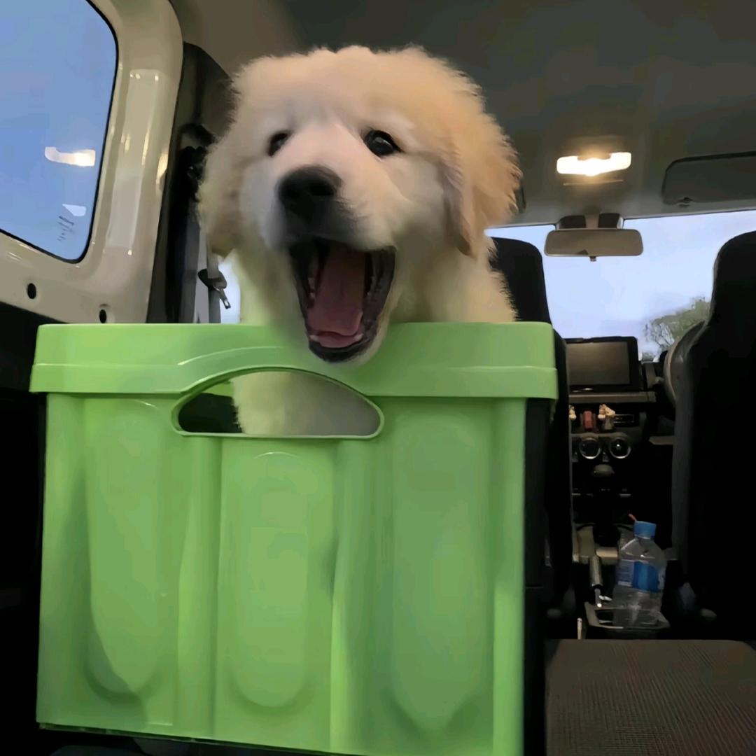 走开一股小狗味🐶