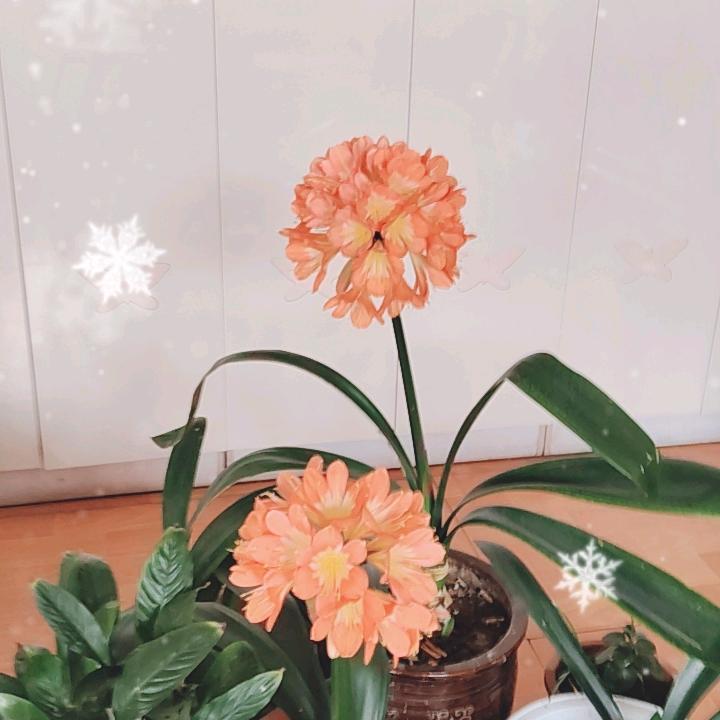 怜悯