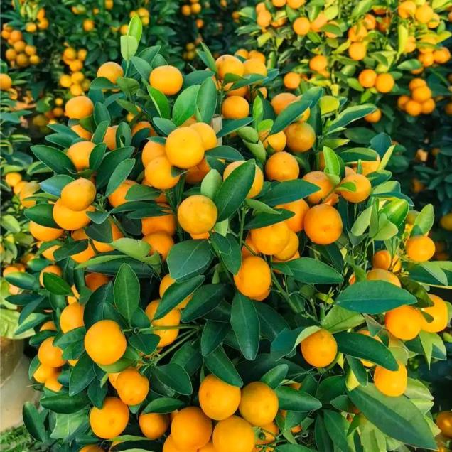 艺林园绿植专营店