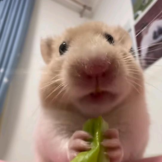 su鼠鼠