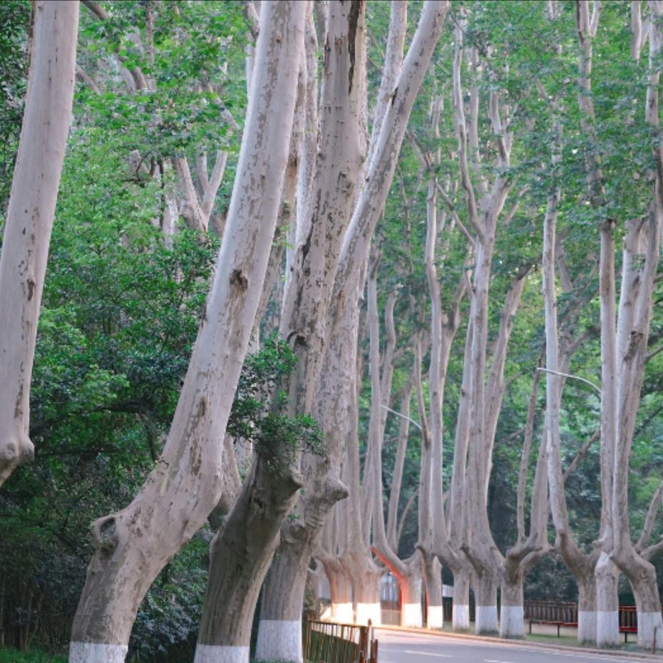 梧桐大道