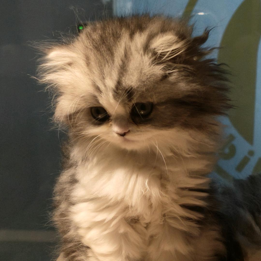 ꪔ͈̮   ꪔ̤̫    ꪔ̤̱