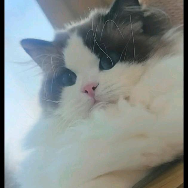 小不点宠物猫