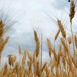 《一粒麦子》🌾