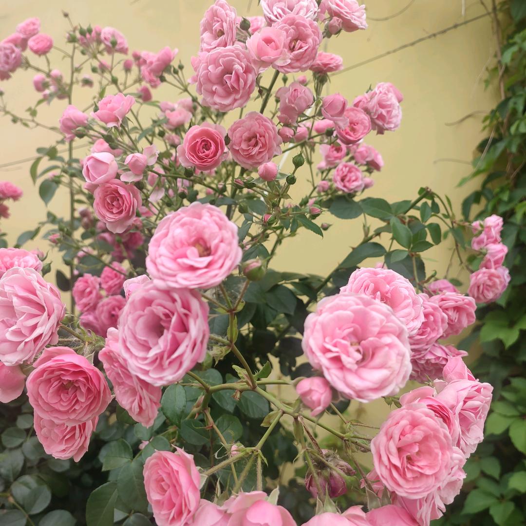 奋斗《爱建妈妈》拒绝私聊