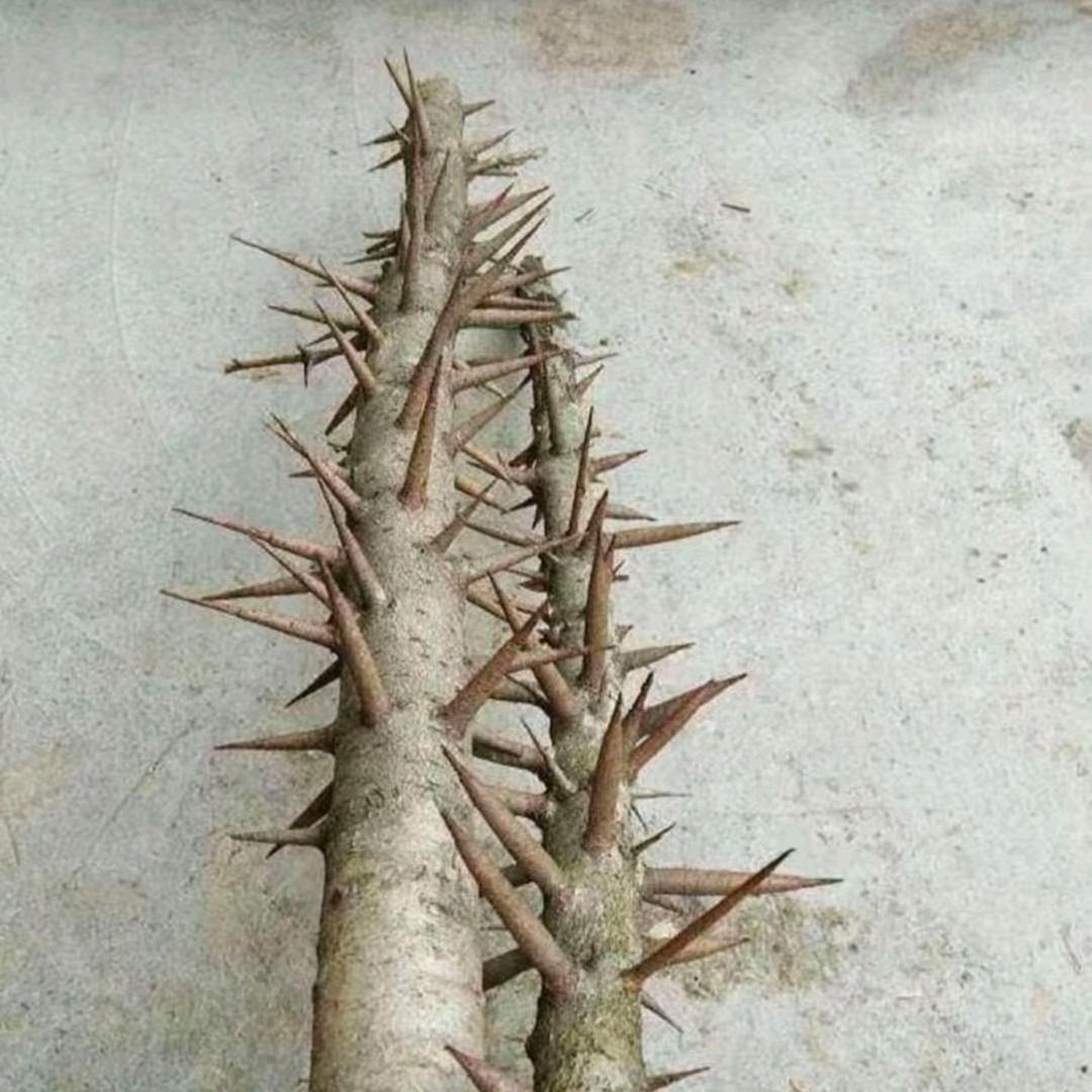 画风逐渐