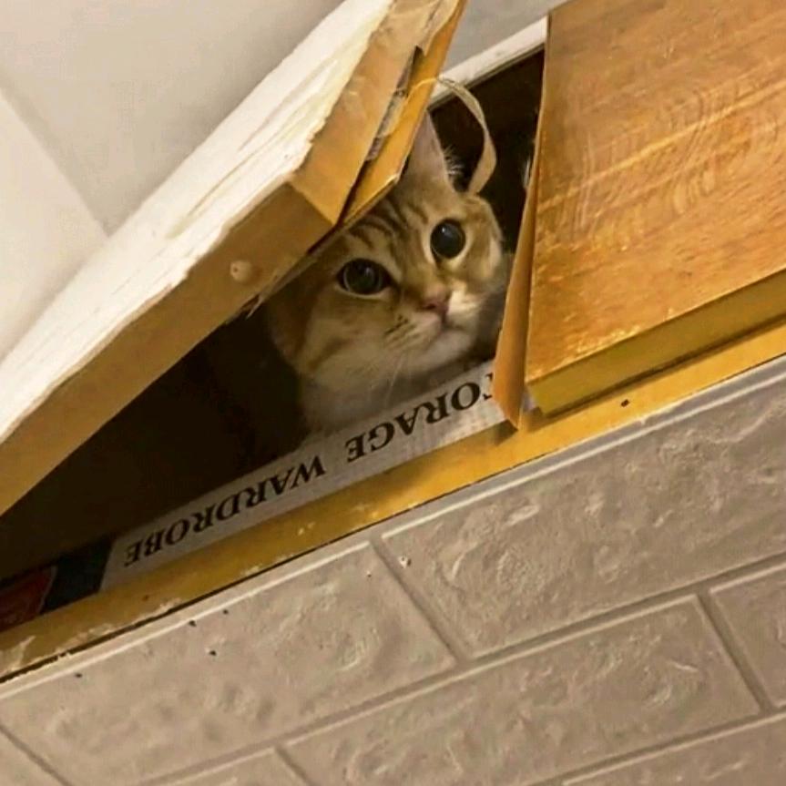 不是橘子是丞子