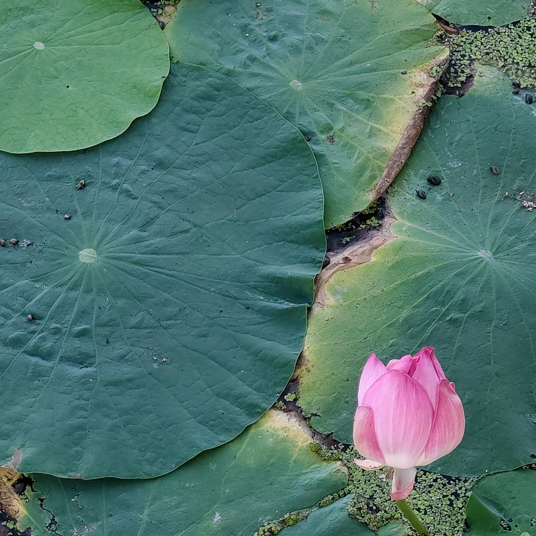青丝