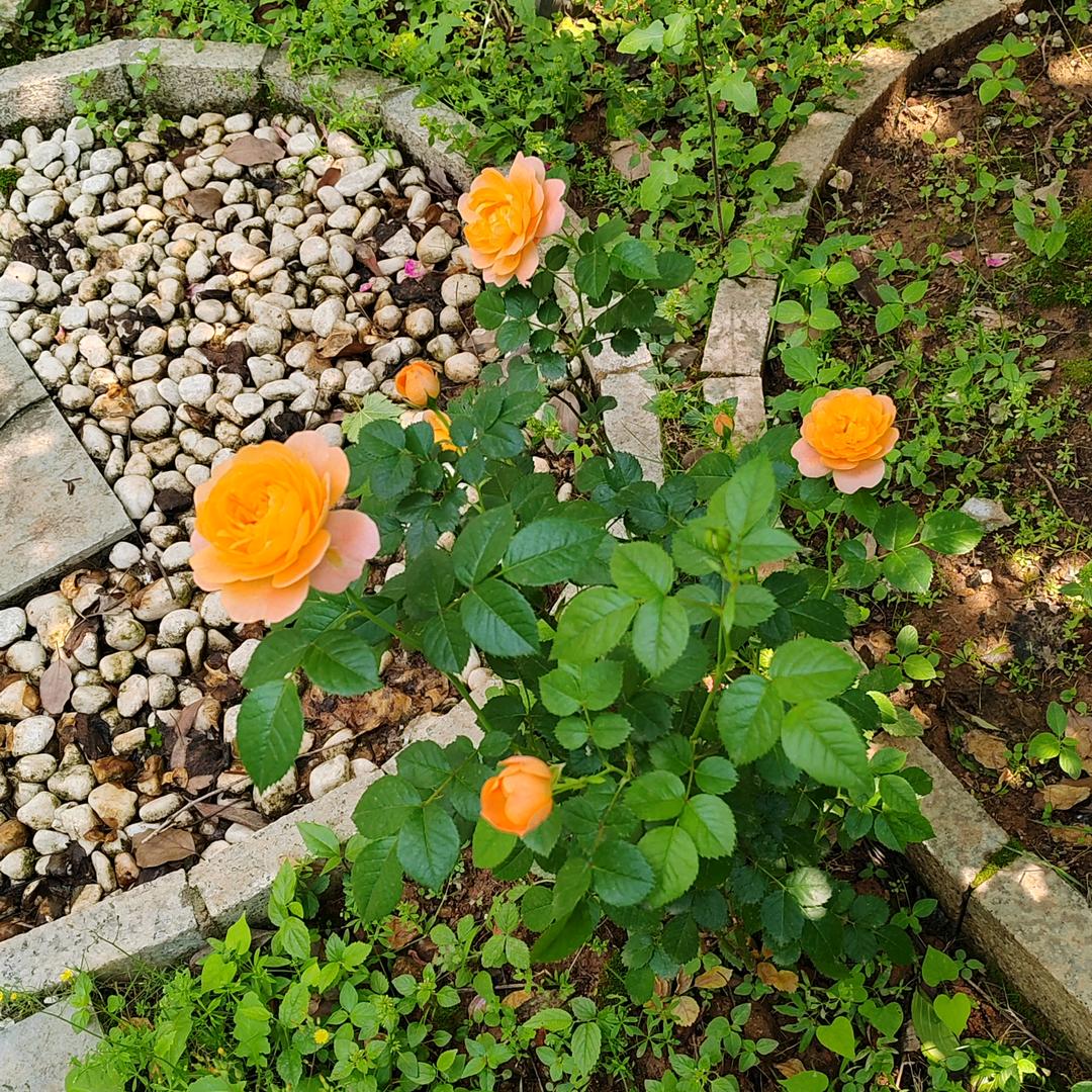 感恩