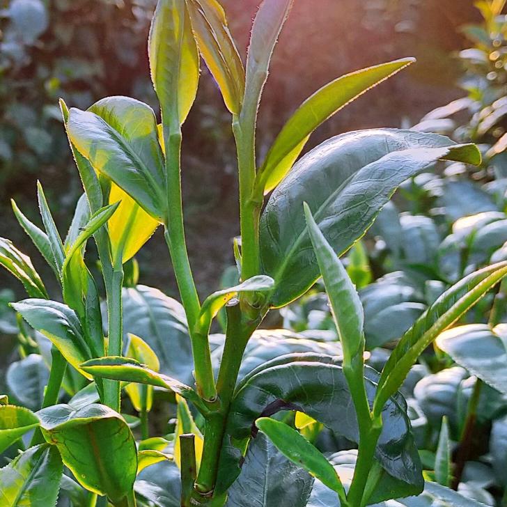 一抹暖茶🌲