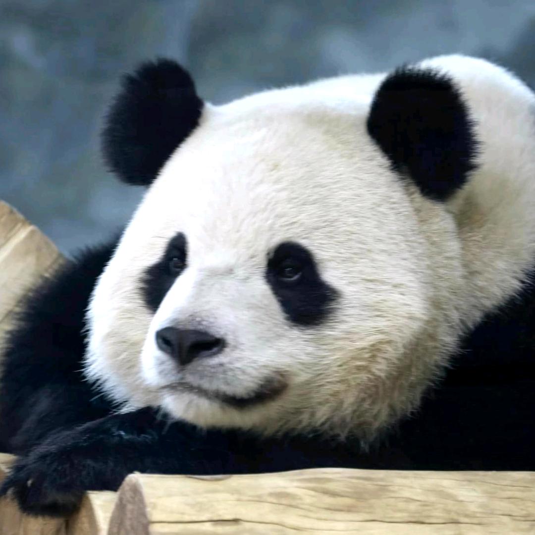 *^_^*奶茶哥✌🏻🐼