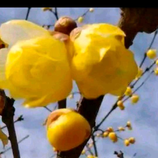 我是冬天的梅花