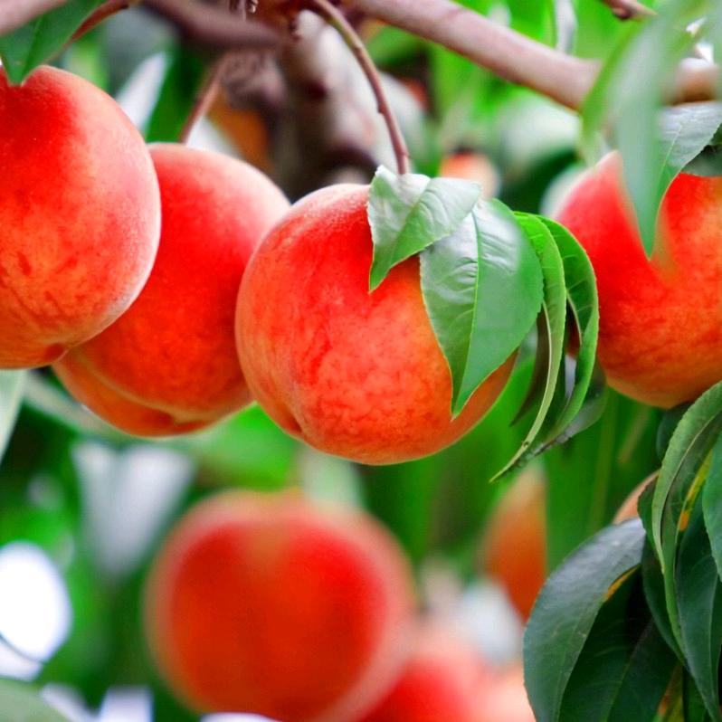 开元盛世好品甄选