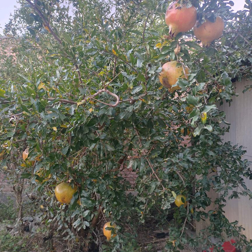🎊🌿阳光🔥💐💐