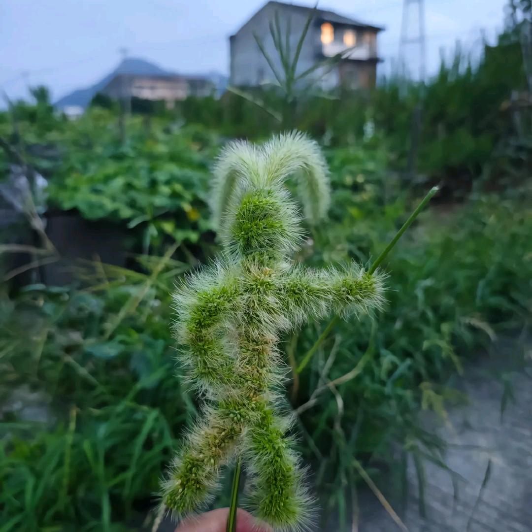 忕佪