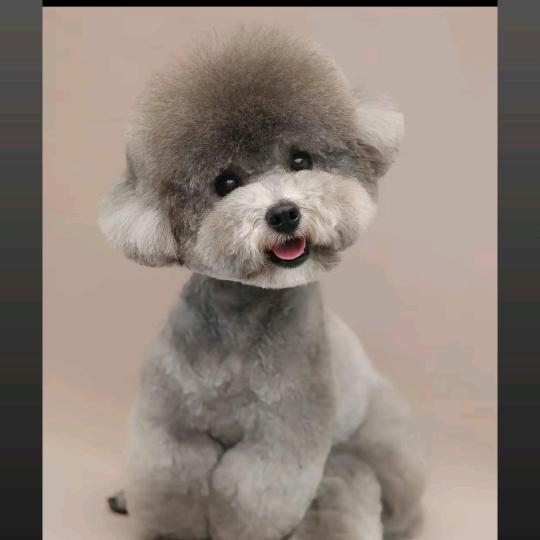 萌宠乐园♛毛孩比熊