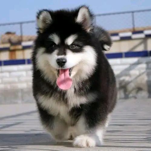 西安丹阳CKU杜宾（阿拉斯加）犬舍