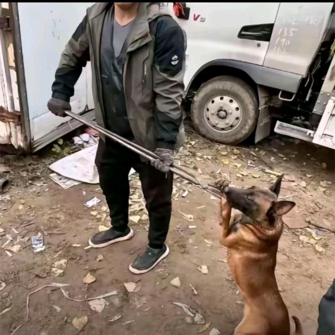 专业套狗周师傅