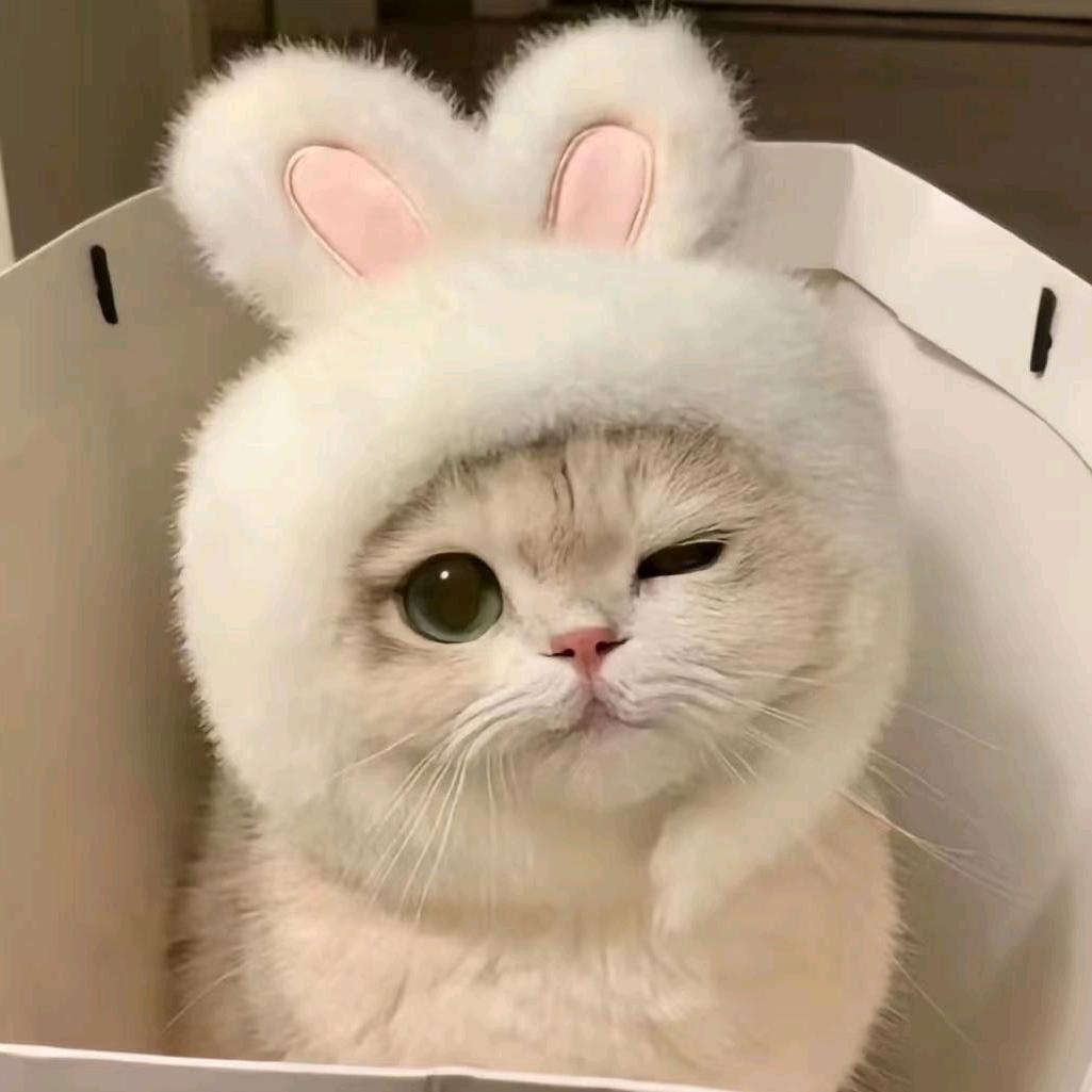 蝶