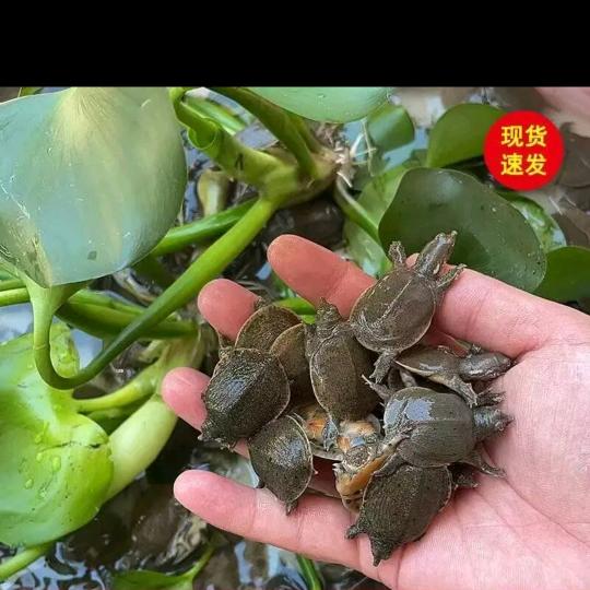肖氏龟鳖养殖