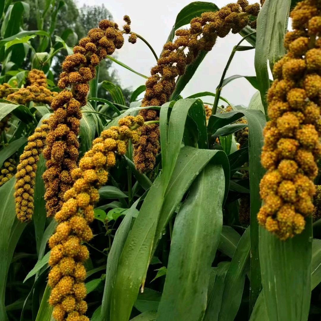 五图街道官地超市