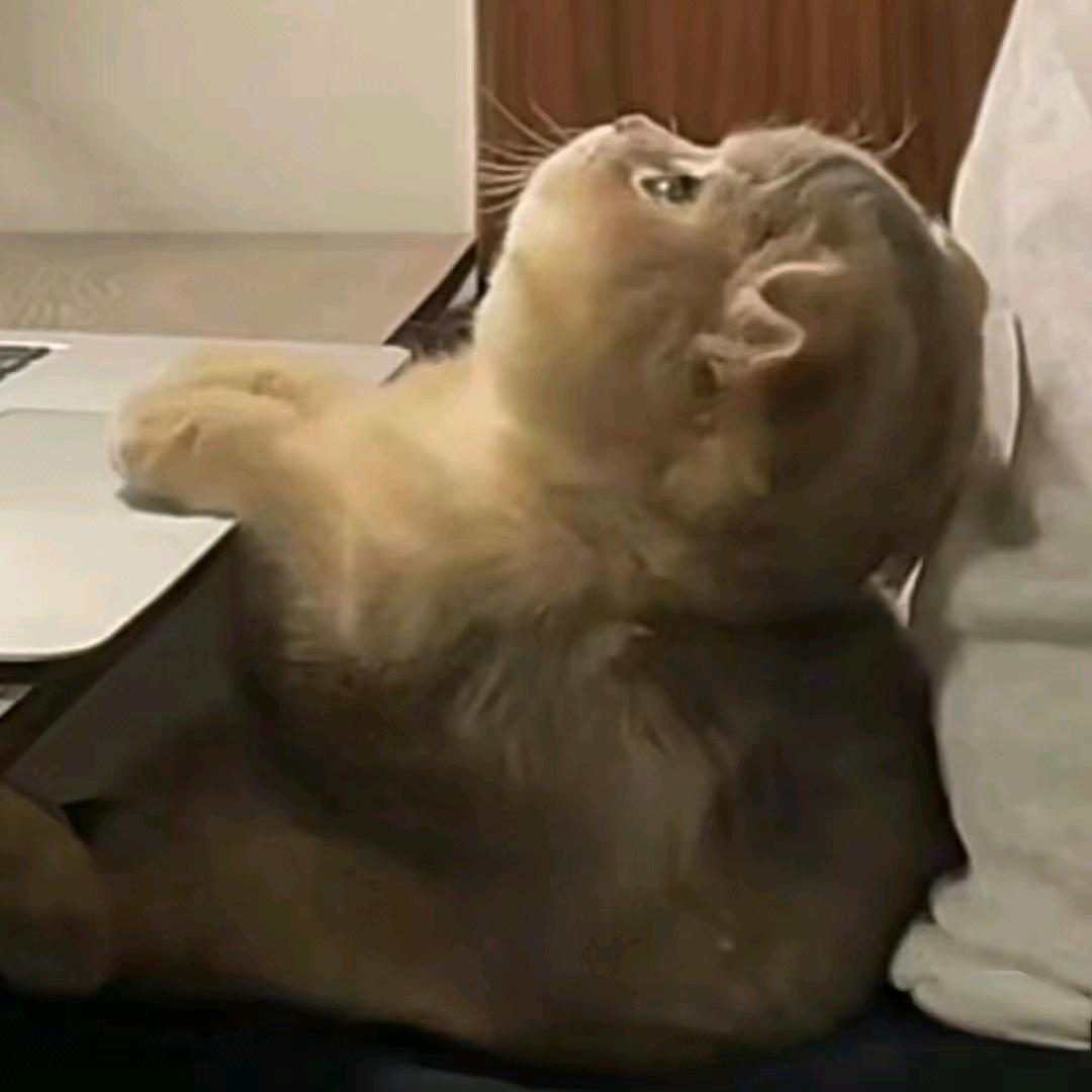 姣