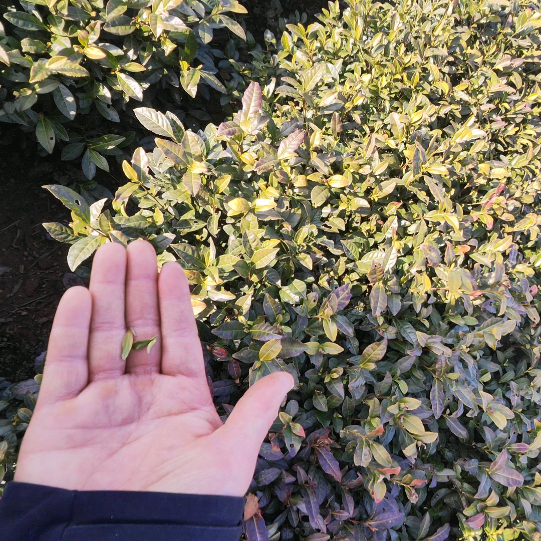茶叶小帝