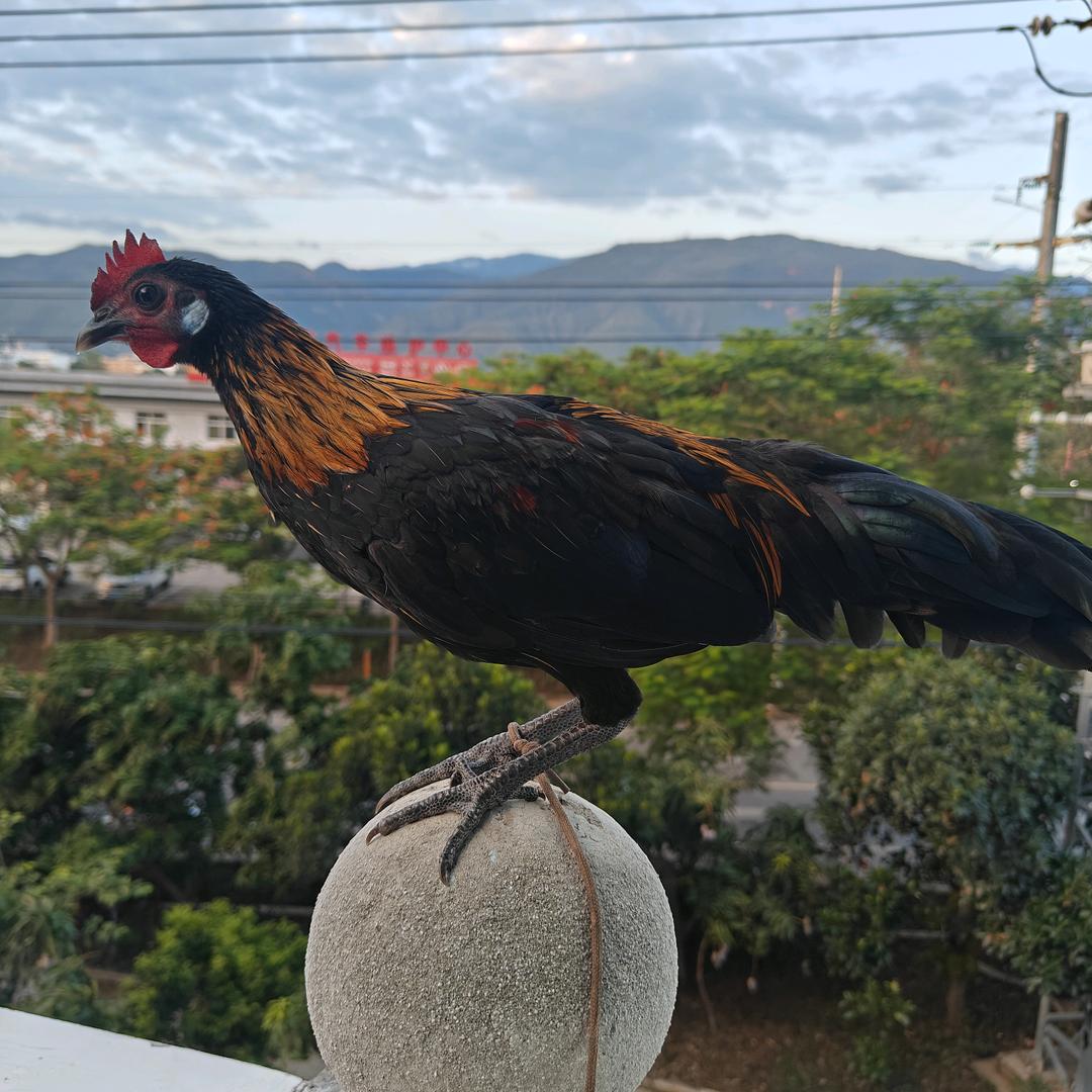 云兴鸡舍