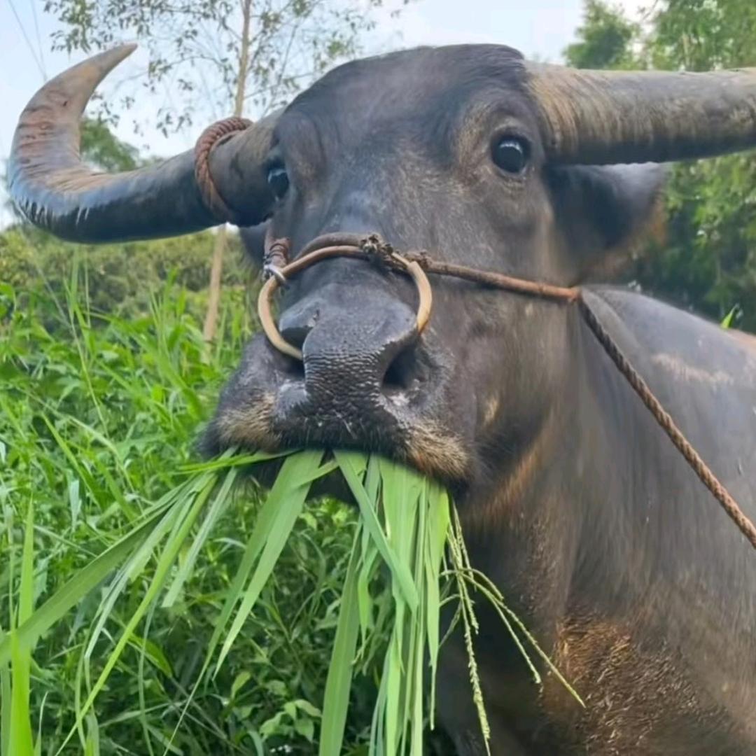 胖胖和妞妞的麻将日记