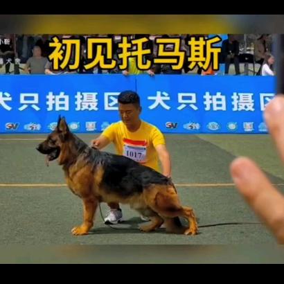 CSV德聚义犬舍《鹿邑分舍》