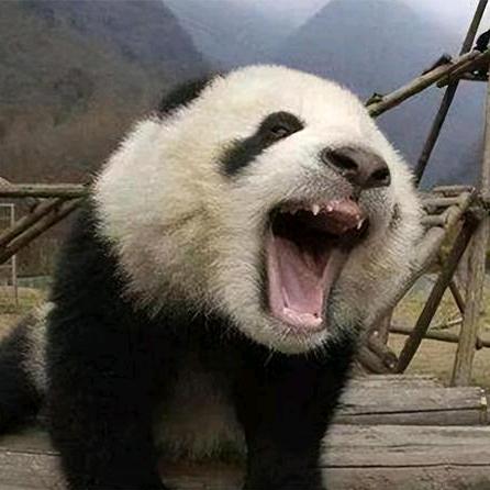 战舰大熊猫